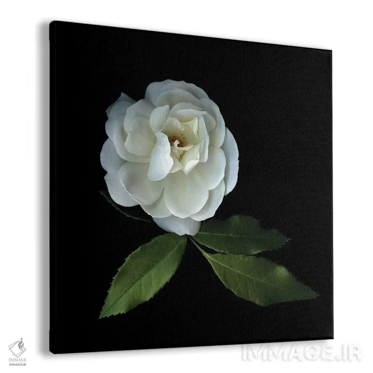 تابلو دکوراتیو رزهای سفید چهاردهم اثر مگدا ایندیگو - نمای پرسپکتیو محصول