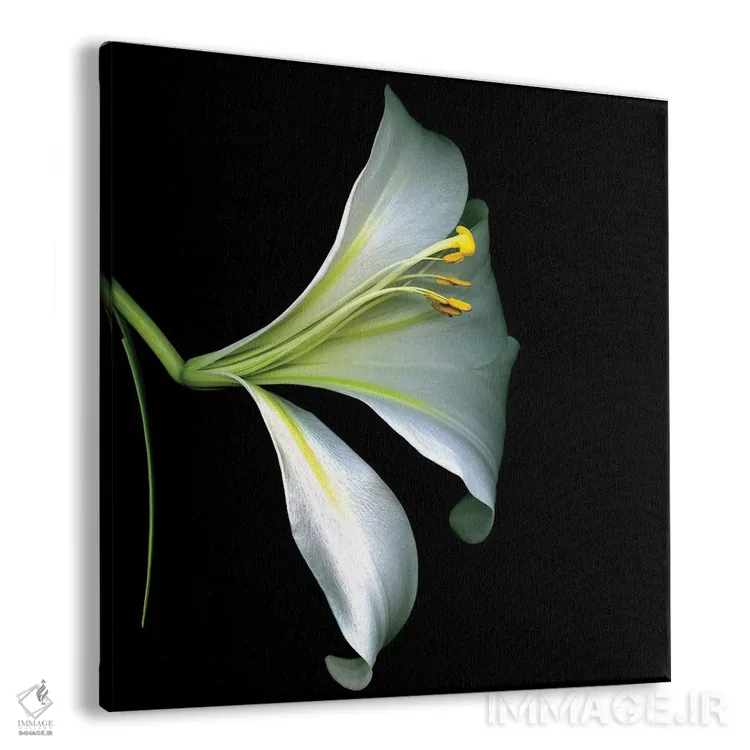 تابلو دکوراتیو سوسن شیپوری سفید چهارم اثر مگدا ایندیگو - نمای پرسپکتیو محصول