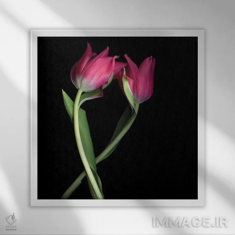 تابلو دکوراتیو لاله های صورتی یک اثر مگدا ایندیگو - نمای قابدار سفید