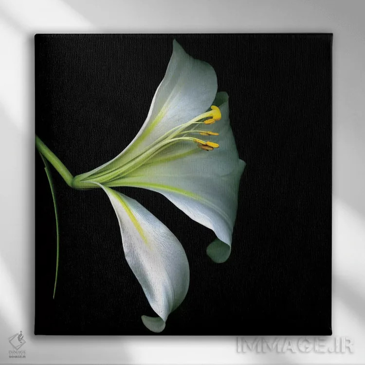 تابلو دکوراتیو سوسن شیپوری سفید چهارم اثر مگدا ایندیگو - نمای روبهرو روی دیوار