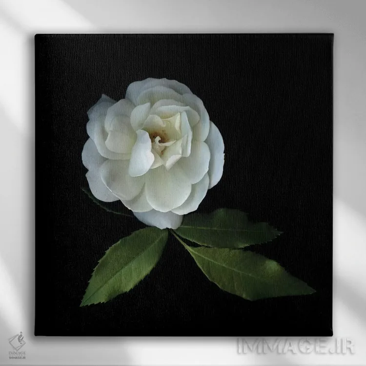 تابلو دکوراتیو رزهای سفید چهاردهم اثر مگدا ایندیگو - نمای روبهرو روی دیوار