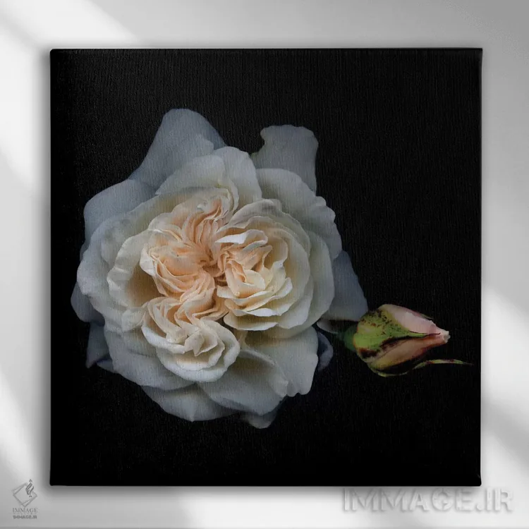 تابلو دکوراتیو رز سفید یک اثر مگدا ایندیگو - نمای روبهرو روی دیوار