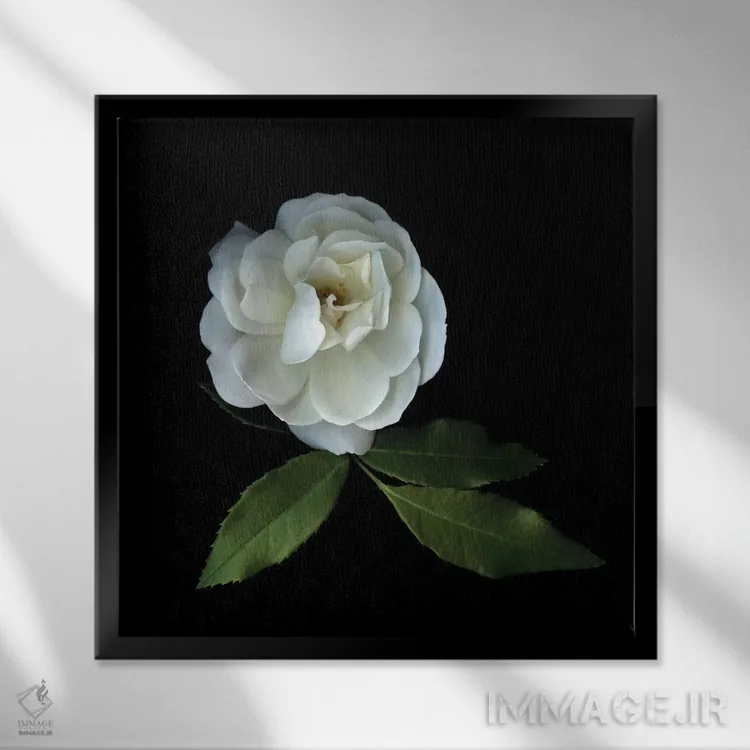 تابلو دکوراتیو رزهای سفید چهاردهم اثر مگدا ایندیگو - نمای قابدار مشکی