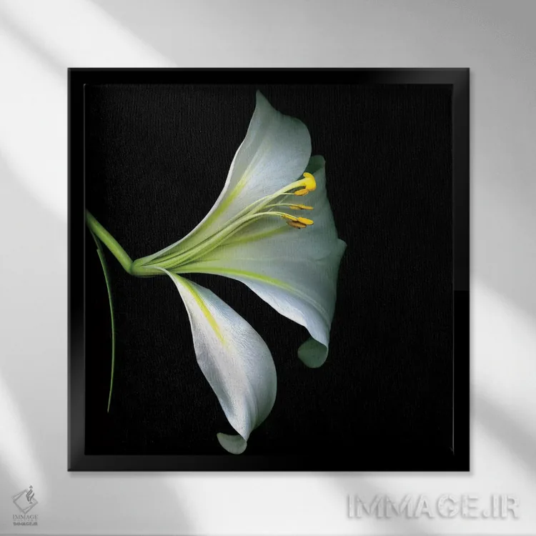 تابلو دکوراتیو سوسن شیپوری سفید چهارم اثر مگدا ایندیگو - نمای قابدار مشکی