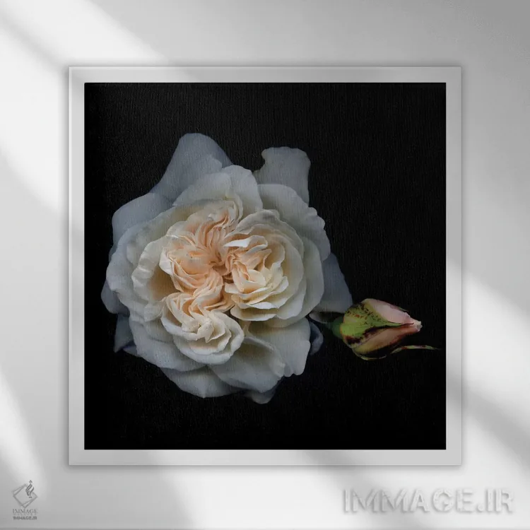 تابلو دکوراتیو رز سفید یک اثر مگدا ایندیگو - نمای قابدار سفید