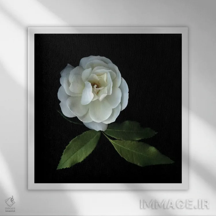 تابلو دکوراتیو رزهای سفید چهاردهم اثر مگدا ایندیگو - نمای قابدار سفید