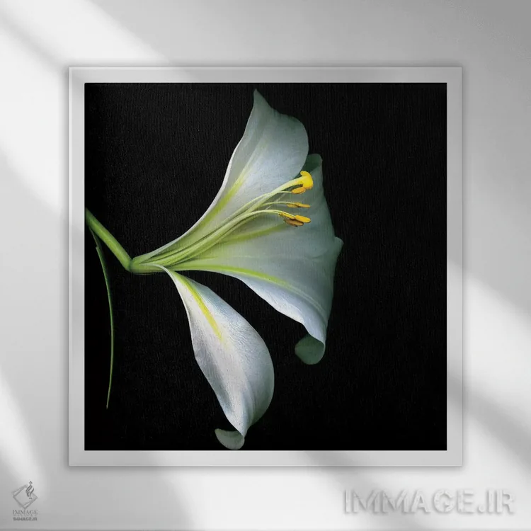 تابلو دکوراتیو سوسن شیپوری سفید چهارم اثر مگدا ایندیگو - نمای قابدار سفید