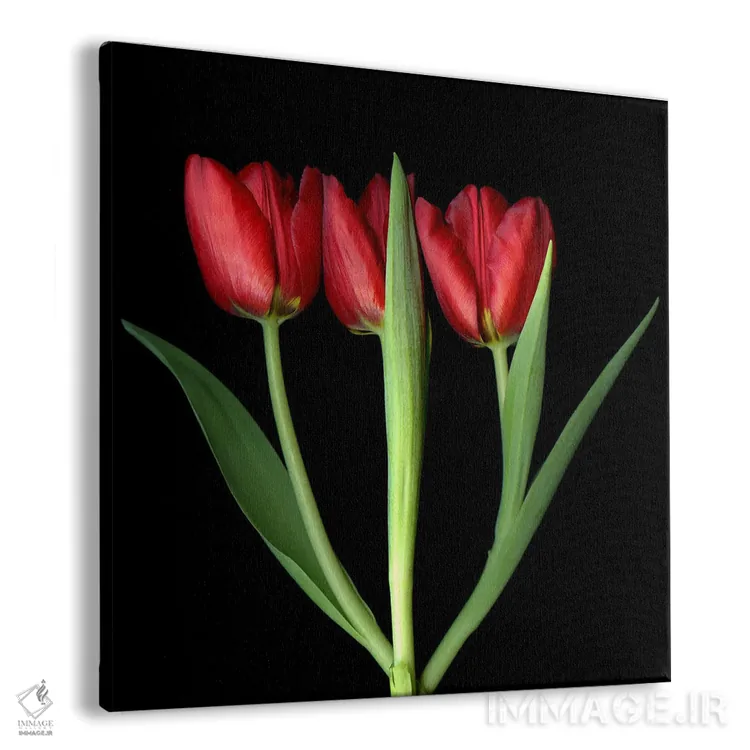 تابلو دکوراتیو سه لاله قرمز پشت سر هم اثر مگدا ایندیگو - نمای پرسپکتیو محصول
