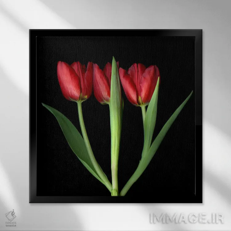 تابلو دکوراتیو سه لاله قرمز پشت سر هم اثر مگدا ایندیگو - نمای قابدار مشکی