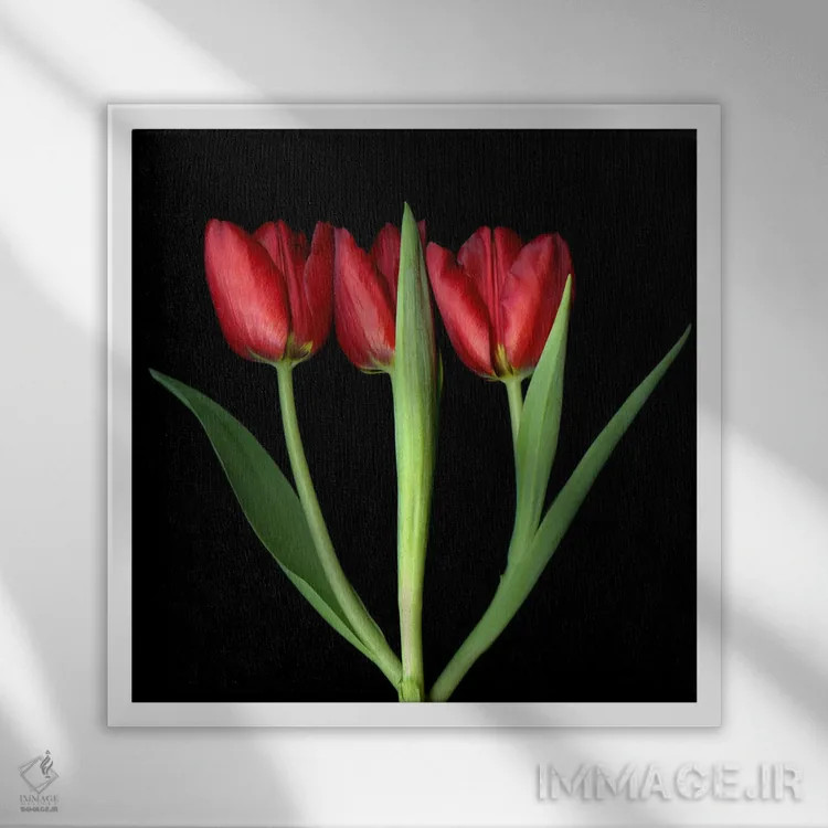 تابلو دکوراتیو سه لاله قرمز پشت سر هم اثر مگدا ایندیگو - نمای قابدار سفید