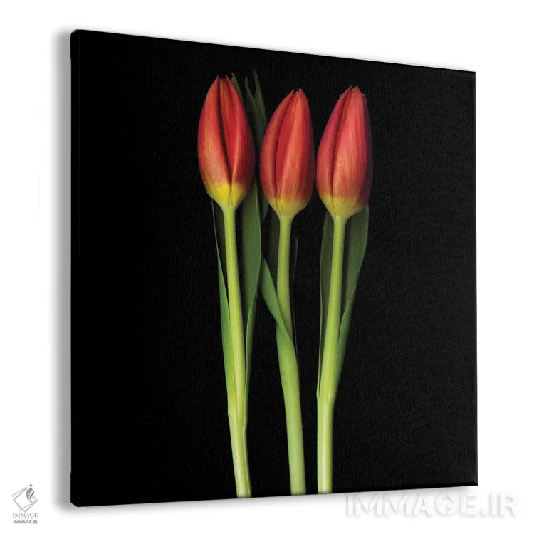 تابلو دکوراتیو سه گانه لاله قرمز اثر مگدا ایندیگو - نمای پرسپکتیو محصول