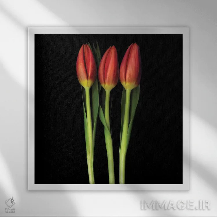 تابلو دکوراتیو سه گانه لاله قرمز اثر مگدا ایندیگو - نمای قابدار سفید