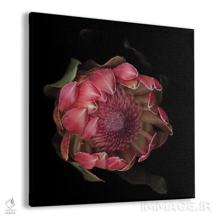 تابلو دکوراتیو شکوه پروتیا اثر مگدا ایندیگو - نمای پرسپکتیو محصول