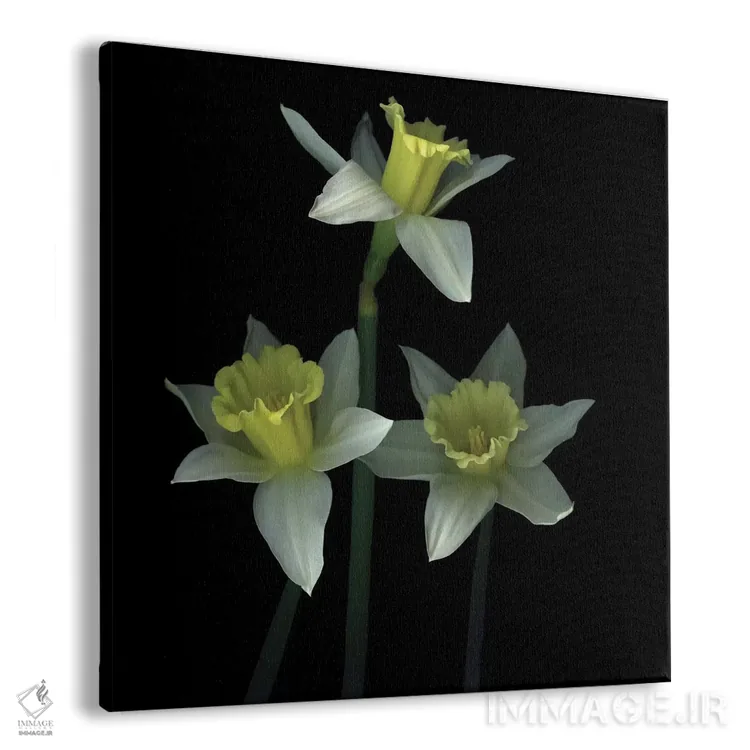 تابلو دکوراتیو سه نفره ترومپت ها اثر مگدا ایندیگو - نمای پرسپکتیو محصول