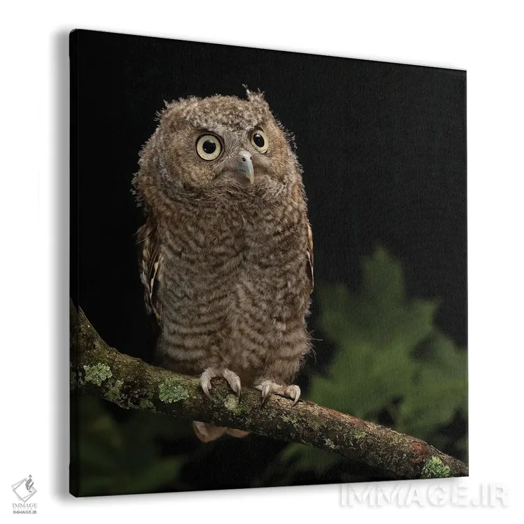 تابلو دکوراتیو جغد شرقی کوچک، پنسیلوانیای مرکزی اثر جو و مری ان مک دونالد - نمای پرسپکتیو محصول