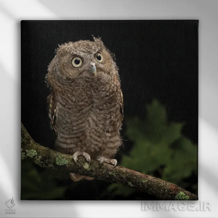 تابلو دکوراتیو جغد شرقی کوچک، پنسیلوانیای مرکزی اثر جو و مری ان مک دونالد - نمای روبهرو روی دیوار