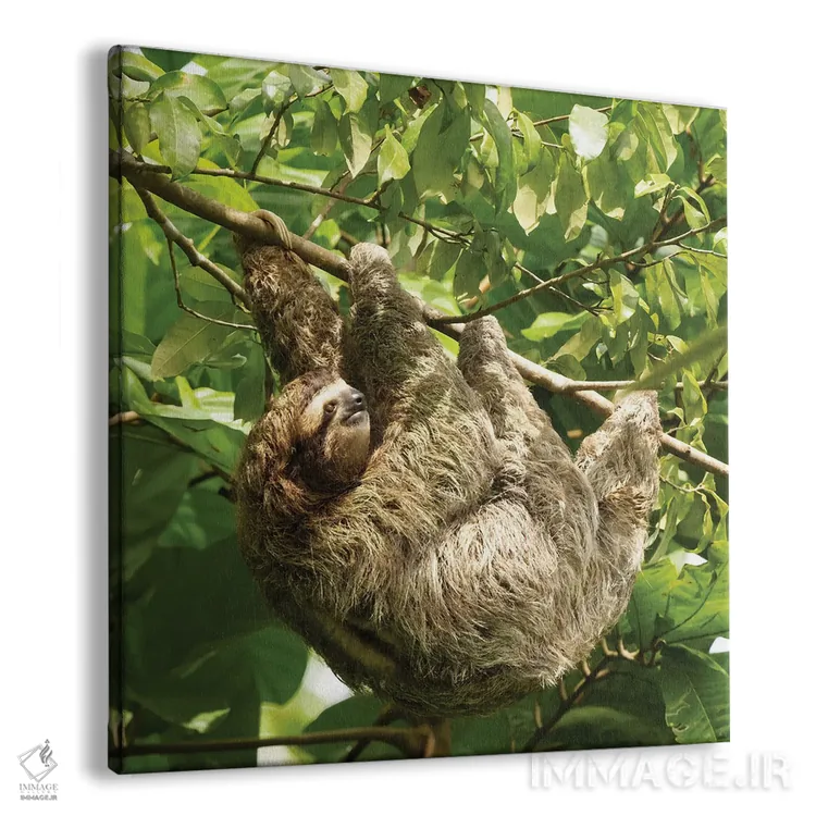 تابلو دکوراتیو تنبل گلوی قهوه ای، کاستاریکا اثر جو و مری ان مک دونالد - نمای پرسپکتیو محصول