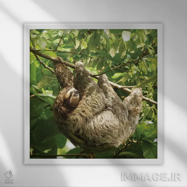 تابلو دکوراتیو تنبل گلوی قهوه ای، کاستاریکا اثر جو و مری ان مک دونالد - نمای قابدار سفید