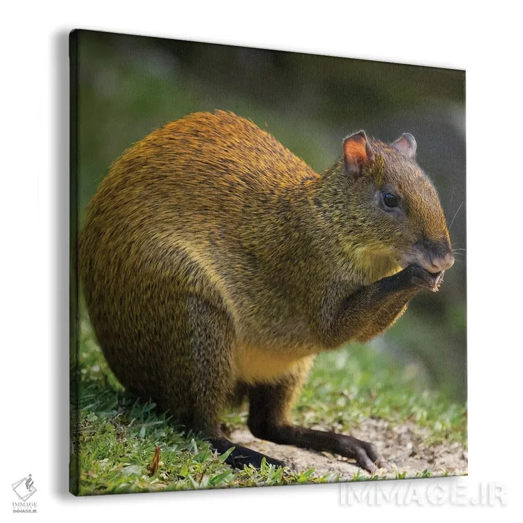 تابلو دکوراتیو آگوتی آمریکای مرکزی، بوسکه دل پاس، کاستاریکا اثر جو و مری ان مک دونالد - نمای پرسپکتیو محصول