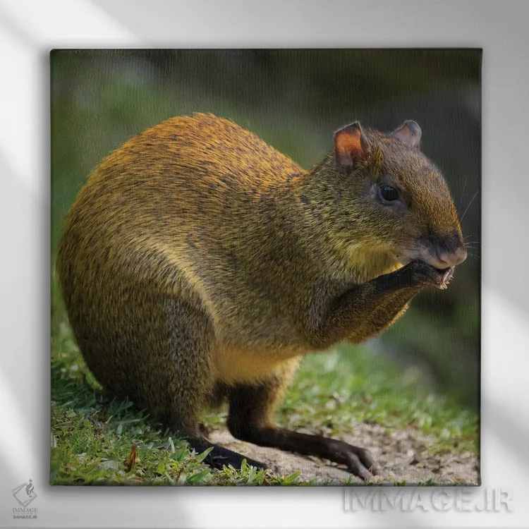 تابلو دکوراتیو آگوتی آمریکای مرکزی، بوسکه دل پاس، کاستاریکا اثر جو و مری ان مک دونالد - نمای روبهرو روی دیوار