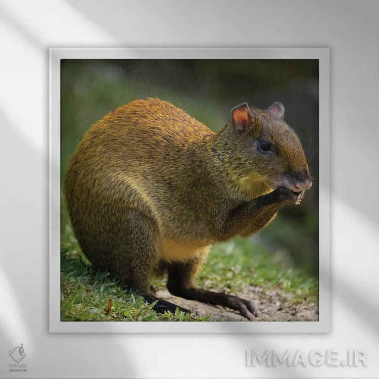 تابلو دکوراتیو آگوتی آمریکای مرکزی، بوسکه دل پاس، کاستاریکا اثر جو و مری ان مک دونالد - نمای قابدار سفید