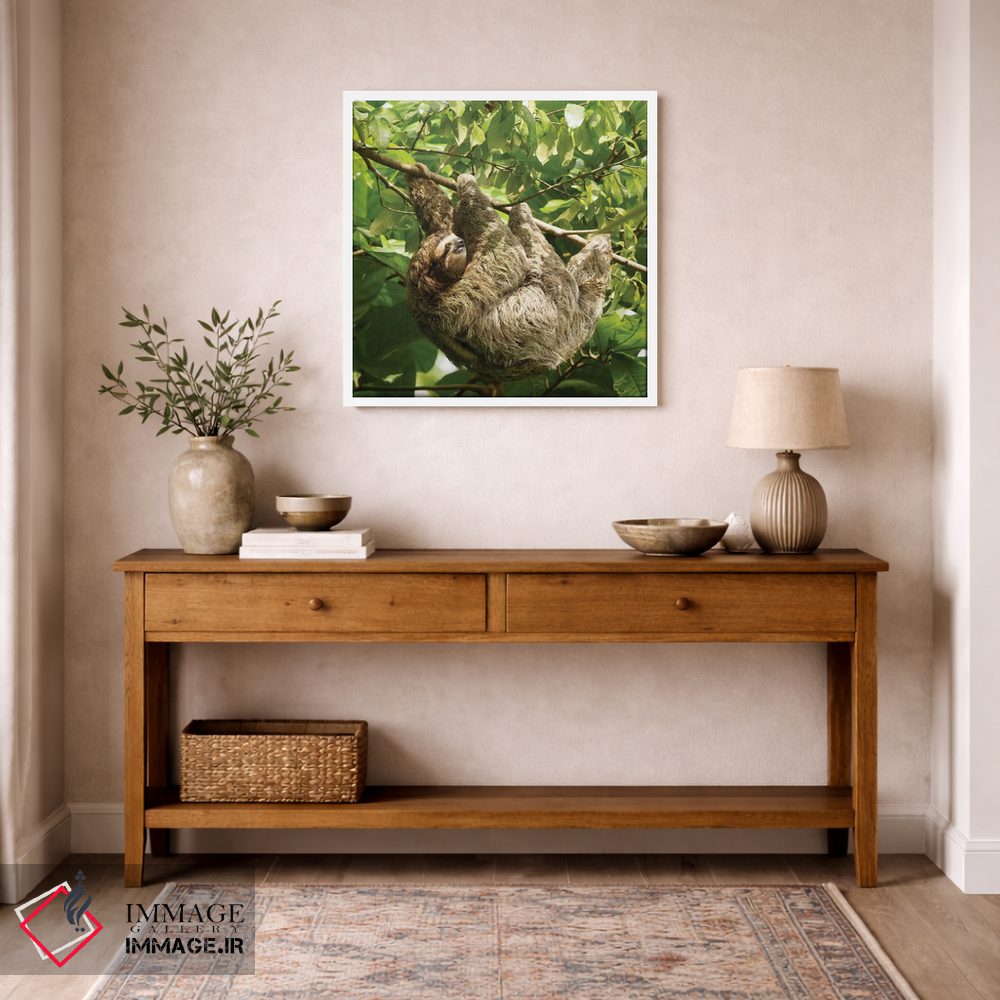 تابلو دکوراتیو تنبل گلوی قهوه ای، کاستاریکا اثر جو و مری ان مک دونالد - D4W