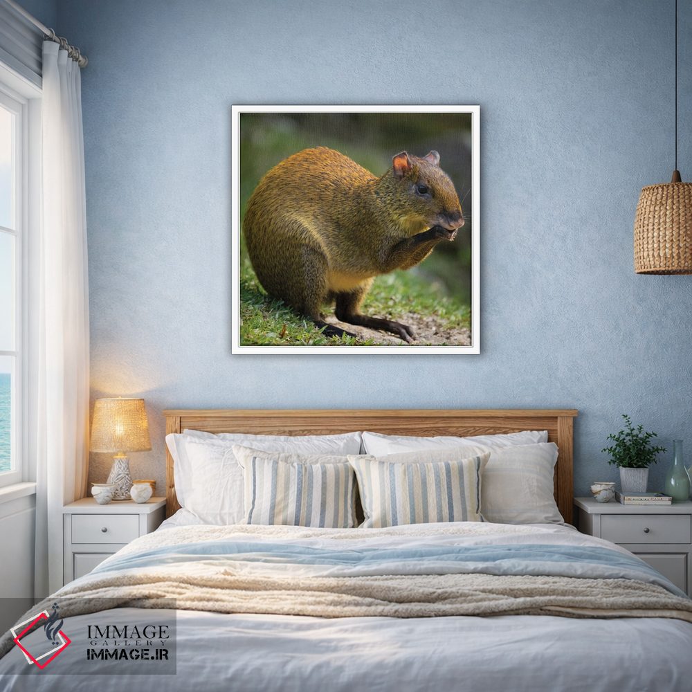 تابلو دکوراتیو آگوتی آمریکای مرکزی، بوسکه دل پاس، کاستاریکا اثر جو و مری ان مک دونالد - D1W