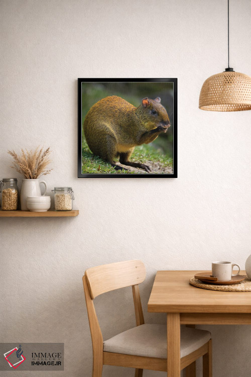 تابلو دکوراتیو آگوتی آمریکای مرکزی، بوسکه دل پاس، کاستاریکا اثر جو و مری ان مک دونالد - D5B