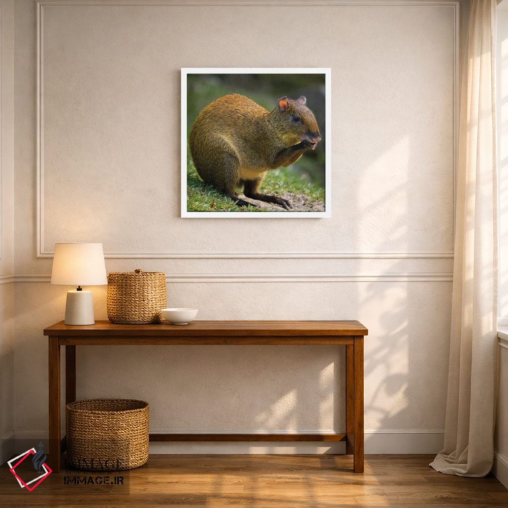 تابلو دکوراتیو آگوتی آمریکای مرکزی، بوسکه دل پاس، کاستاریکا اثر جو و مری ان مک دونالد - D6W