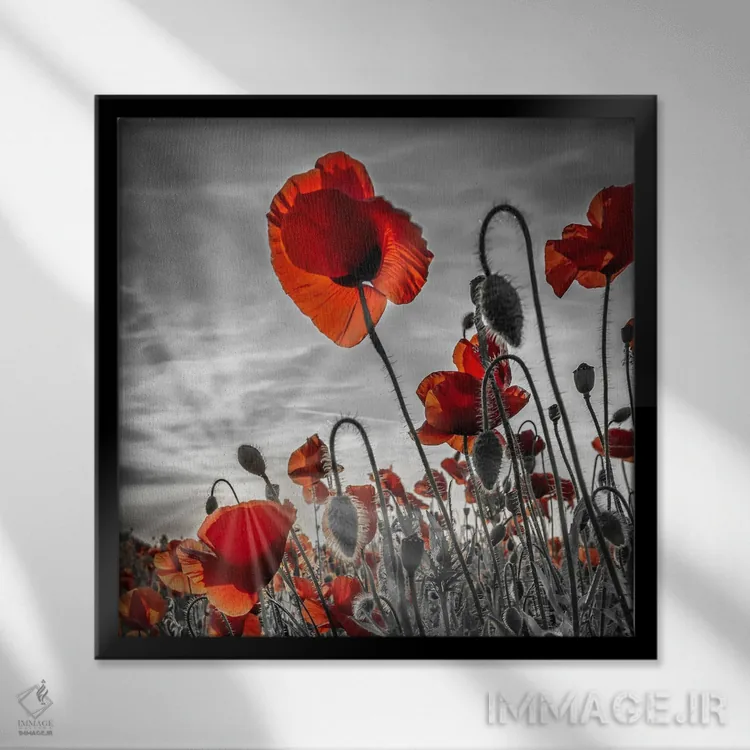 تابلو دکوراتیو شقایق های جذاب با رنگ بندی خاص اثر ملانی ویولا - نمای قابدار مشکی