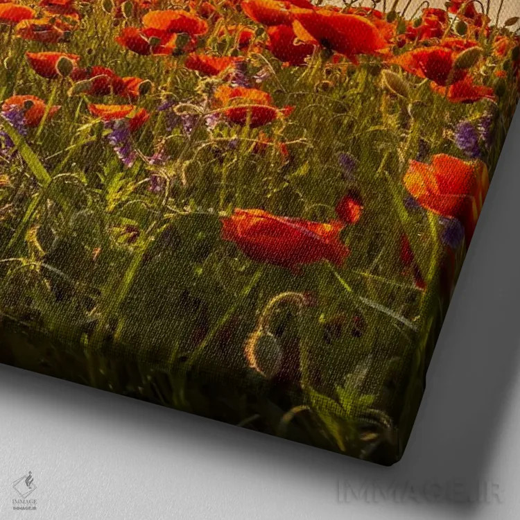 تابلو دکوراتیو شقایق های دوست داشتنی در غروب اثر ملانی ویولا - نمای نزدیک بافت بوم