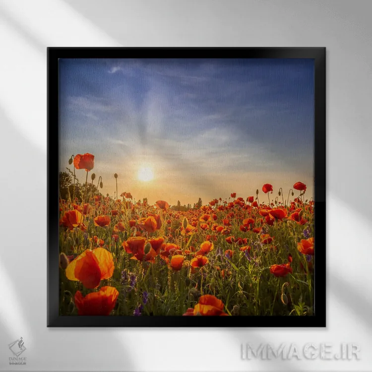 تابلو دکوراتیو شقایق های دوست داشتنی در غروب اثر ملانی ویولا - نمای قابدار مشکی