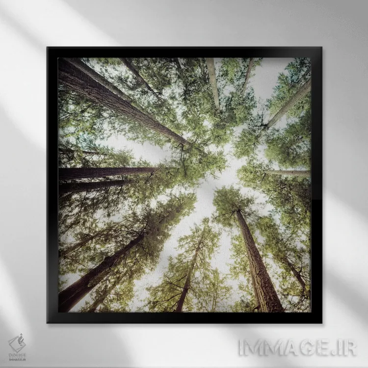 تابلو دکوراتیو مربع آسمان جنگل اثر نیچر مجیک - نمای قابدار مشکی