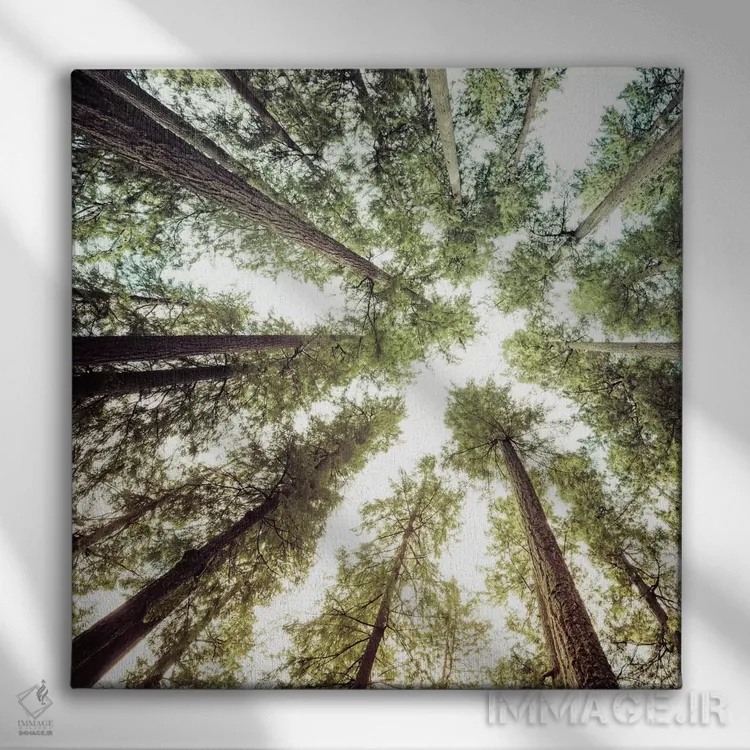 تابلو دکوراتیو آسمان و درختان جنگل اثر نیچر مجیک - نمای روبهرو روی دیوار