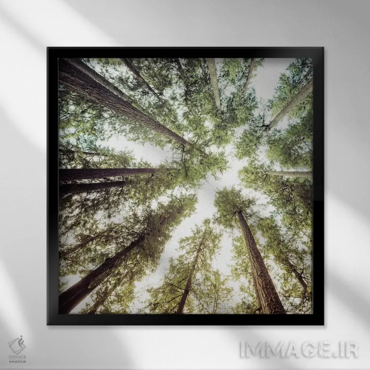 تابلو دکوراتیو آسمان و درختان جنگل اثر نیچر مجیک - نمای قابدار مشکی