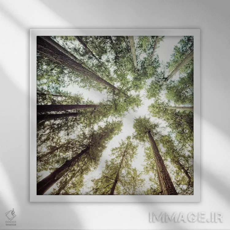 تابلو دکوراتیو آسمان و درختان جنگل اثر نیچر مجیک - نمای قابدار سفید