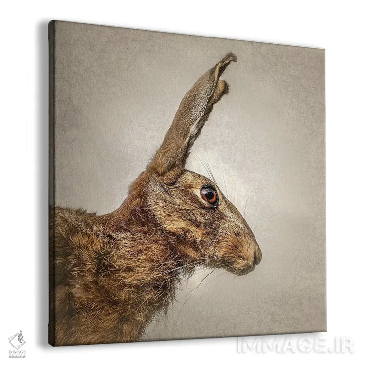 تابلو دکوراتیو خرگوش صحرایی اثر مارک جمل - نمای پرسپکتیو محصول