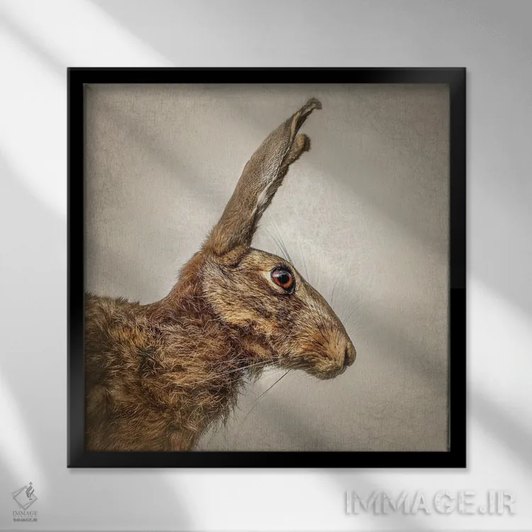 تابلو دکوراتیو خرگوش صحرایی اثر مارک جمل - نمای قابدار مشکی