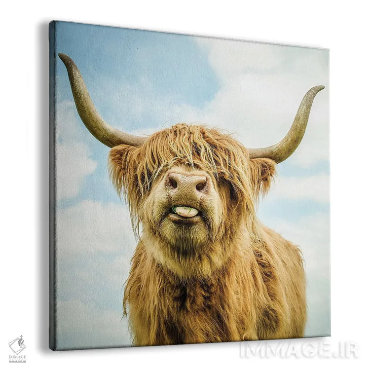 تابلو دکوراتیو گاو کوهی اثر مارک جمل - نمای پرسپکتیو محصول