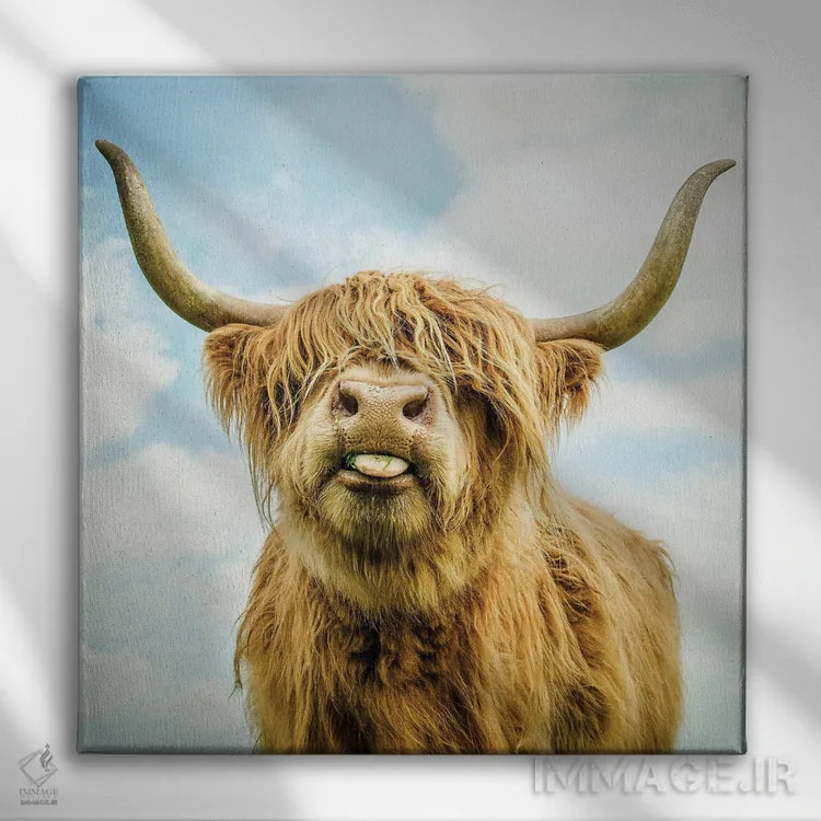 تابلو دکوراتیو گاو کوهی اثر مارک جمل - نمای روبهرو روی دیوار
