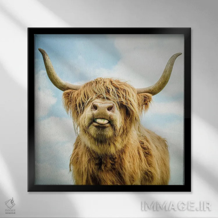 تابلو دکوراتیو گاو کوهی اثر مارک جمل - نمای قابدار مشکی