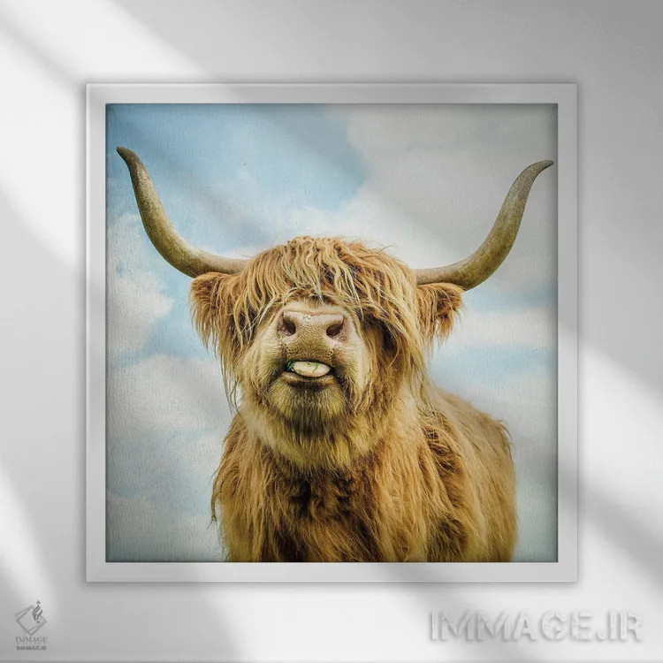 تابلو دکوراتیو گاو کوهی اثر مارک جمل - نمای قابدار سفید