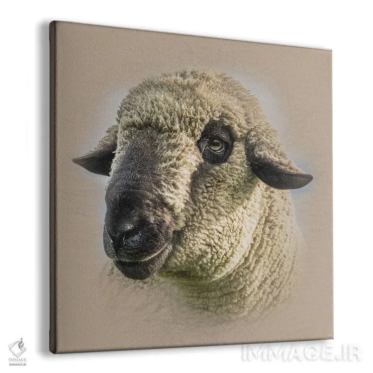 تابلو دکوراتیو گوسفند همپشایر داون اثر مارک جمل - نمای پرسپکتیو محصول
