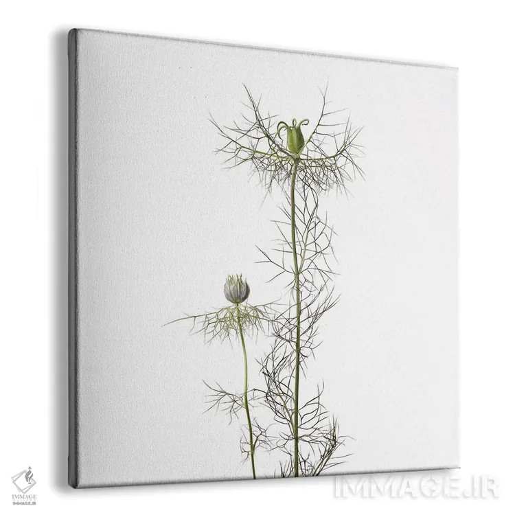 تابلو دکوراتیو گل سیاه دانه اثر مایکل فرانک - نمای پرسپکتیو محصول