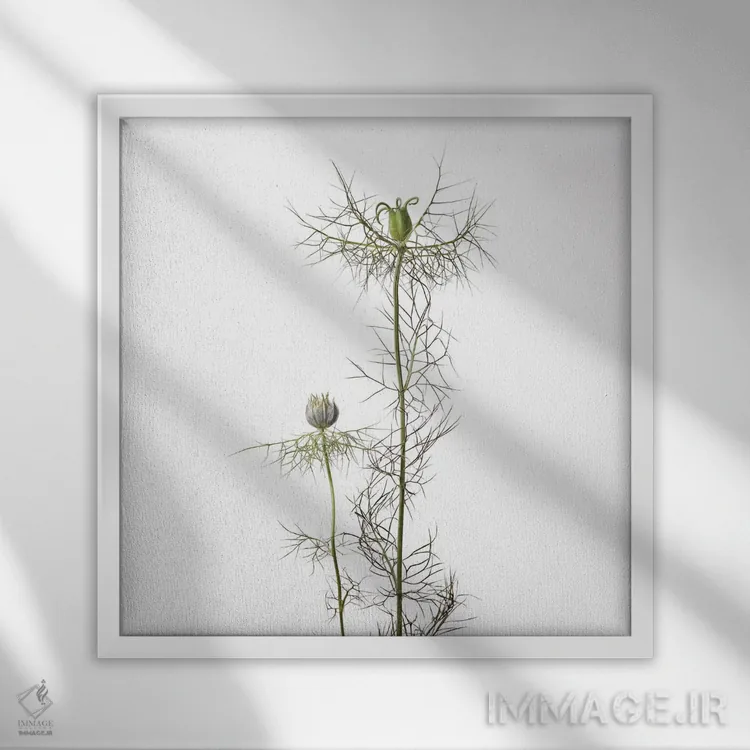 تابلو دکوراتیو گل سیاه دانه اثر مایکل فرانک - نمای قابدار سفید