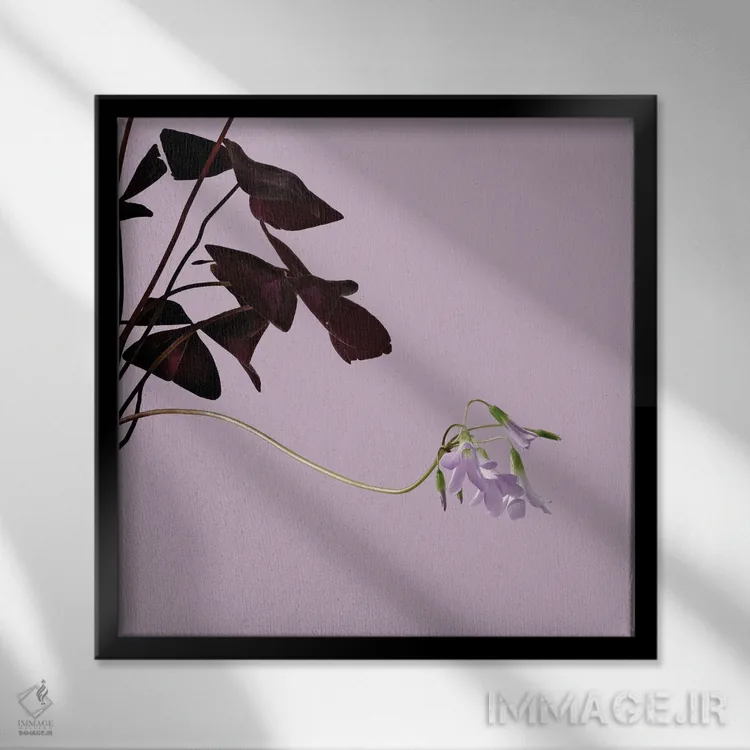 تابلو دکوراتیو اوکزالیس اثر مایکل فرانک - نمای قابدار مشکی