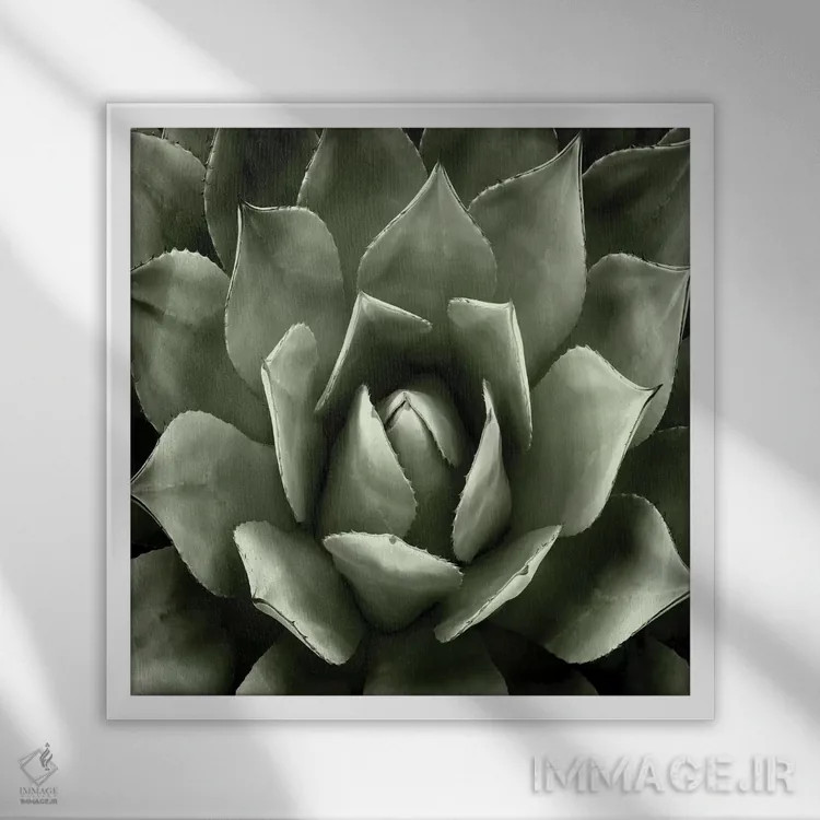 تابلو دکوراتیو "ساکولنت سبز ۲" اثر میا ینسن - نمای قابدار سفید