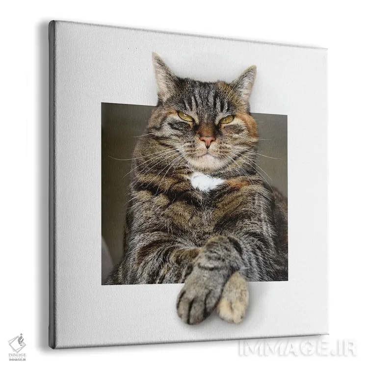 تابلو دکوراتیو گربه بزرگ استراحت کنان در قاب اثر مایک کیف - نمای پرسپکتیو محصول