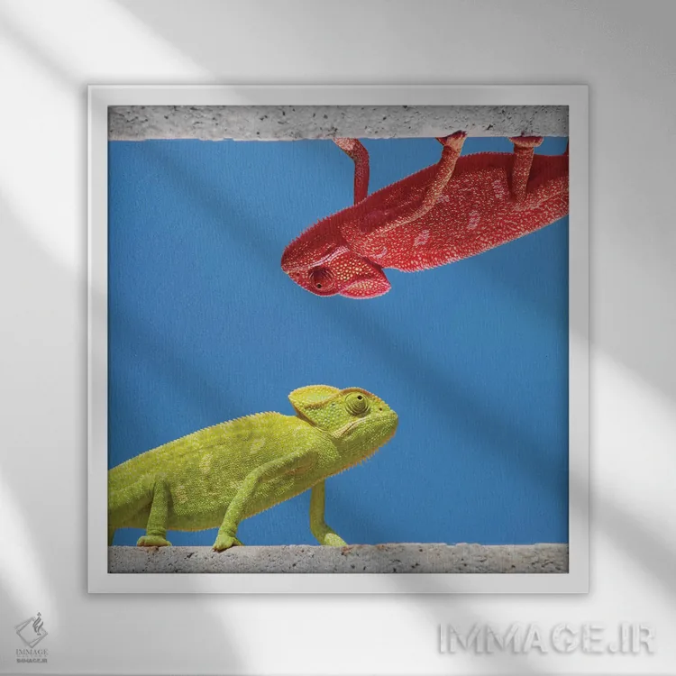 تابلو دکوراتیو دو جور آفتاب پرست اثر مایک کیف - نمای قابدار سفید