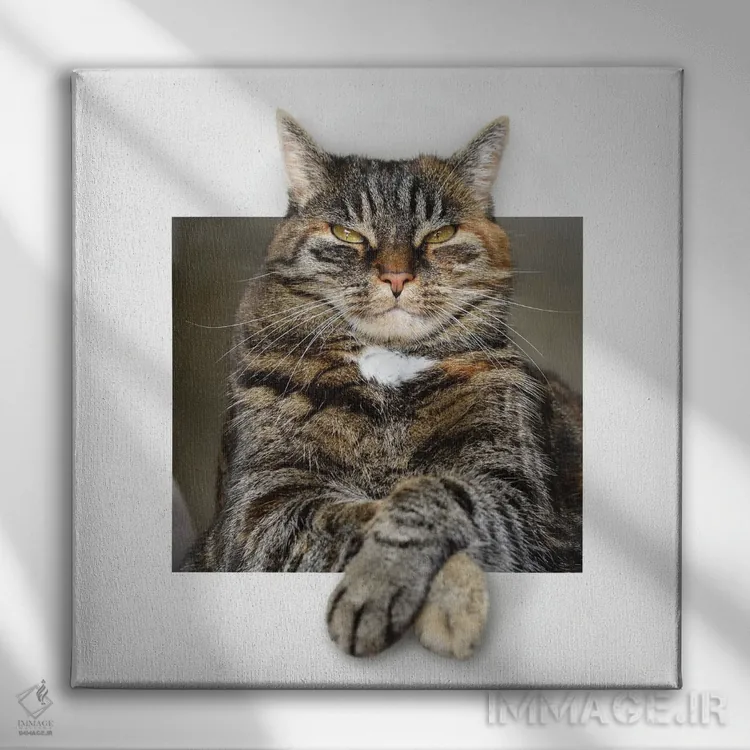 تابلو دکوراتیو گربه بزرگ استراحت کنان در قاب اثر مایک کیف - نمای روبهرو روی دیوار